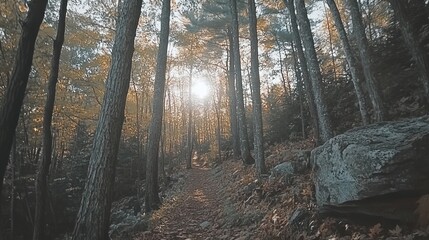 Obraz premium Sunlit forest path with tall trees and rocks.