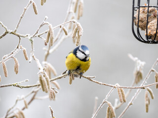 Blaumeise (Cyanistes caeruleu)