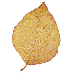 Close-up of a single orange leaf featuring detailed veins and vibrant autumn colors