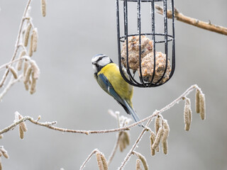Blaumeise (Cyanistes caeruleu)