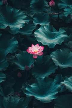 A pink lotus flower blooms in the center of green leaves, close-up shot with high definition photography, high resolution and detail image, professional photo. The background is blurred. High quality 
