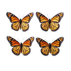 Fototapeta premium a group of orange butterflies isolated on a transparent background, free PNG image, PNG file, Generative art.