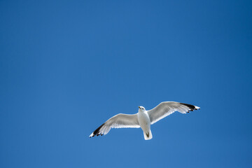 Seagull looking for food by the sea.
