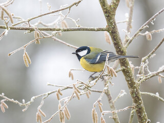 Kohlmeise (Parus major)    