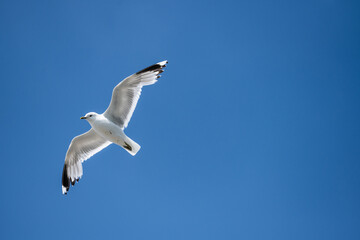 Seagull looking for food by the sea.