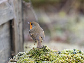 Rotkehlchen (Erithacus rubecula)