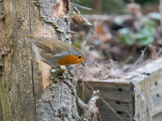 Rotkehlchen (Erithacus rubecula)