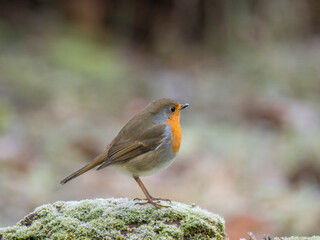 Rotkehlchen (Erithacus rubecula)