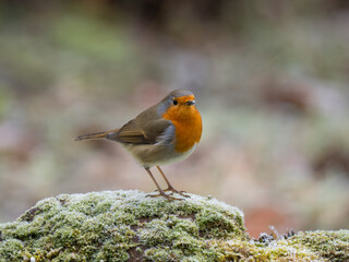 Rotkehlchen (Erithacus rubecula)