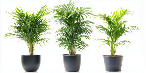 Fototapeta premium Elegant indoor potted palm plant collection isolated on white