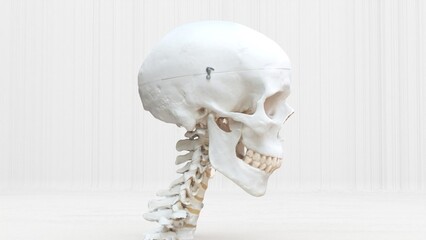 human skull and neck on white background