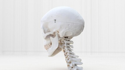 human skull and neck on white background
