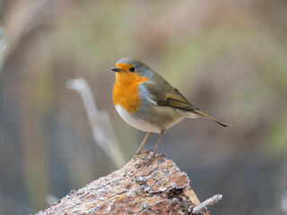 Rotkehlchen (Erithacus rubecula)