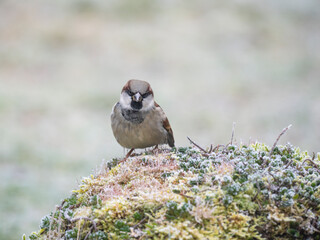 Haussperling (Passer domesticus)