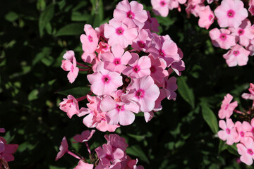 pink phlox flowers with red center bloom against blurred green background