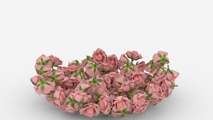 Obraz premium pink rose close up on white background