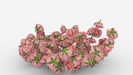 pink rose close up on white background