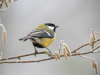 Kohlmeise (Parus major)