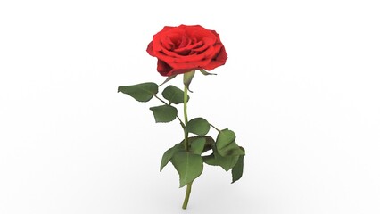 Fototapeta premium red rose flower on white background