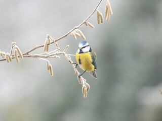 Blaumeise (Cyanistes caeruleu)