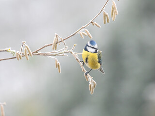 Blaumeise (Cyanistes caeruleu)