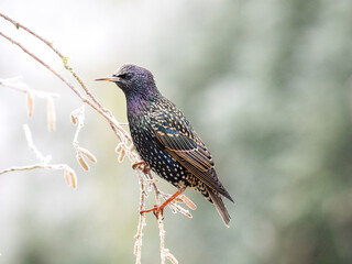 Star (Sturnus vulgaris)