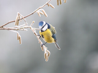 Blaumeise (Cyanistes caeruleu)