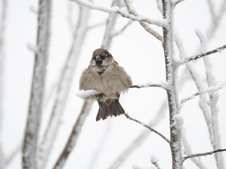 Haussperling (Passer domesticus)