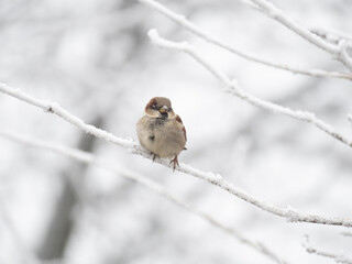 Haussperling (Passer domesticus)