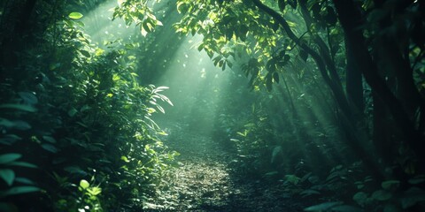 Obraz premium Sunlight filters through the trees in a lush forest, creating a serene atmosphere as the pathway invites exploration in the early morning hours