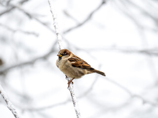 Haussperling (Passer domesticus)