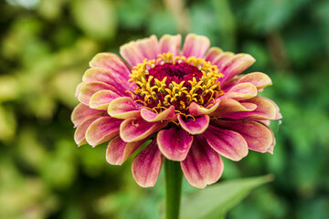 Obraz premium Closeup photo of a red and yellow zinnia flower.