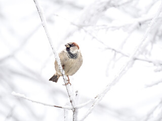 Haussperling (Passer domesticus)