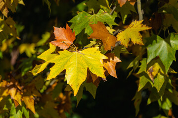 Fototapeta premium Bright yellow and orange autumn leaves on a tree branch. Captured in Sierra de Aracena, Spain.