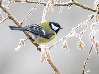 Kohlmeise (Parus major)