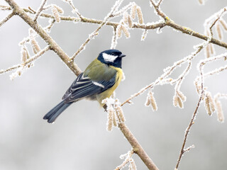 Kohlmeise (Parus major)