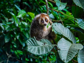  loris clings to a tree in a misty forest,