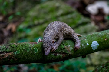 pangolin  baby climbing the tree. The species is also known as the white-bellied pangolin or...