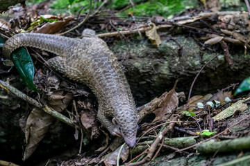 pangolin baby climbing the tree. The species is also known as the white-bellied pangolin or three-cusped pangolin. 