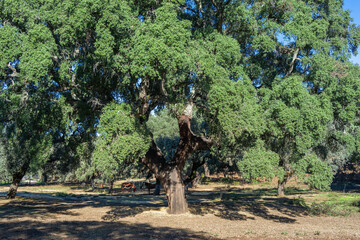 Fototapeta premium A mature cork oak tree with stripped bark in a pig farm. The acorns feed the pigs, and the bark is used for cork production. Sierra de Aracena, Spain.