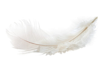 Obraz premium Soft Swan Feather Isolated on Transparent Background