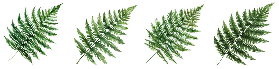 Lush green fern foliage fronds growing in a natural forest environment  Botanical backdrop with vibrant tropical plant leaves and branches