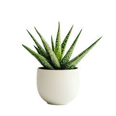 Fototapeta premium Potted green aloe vera plant office desk decoration isolated on white background