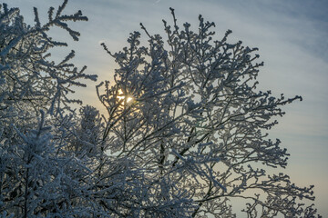 Ein sonniger Neujahrstag auf dem Bogenberg