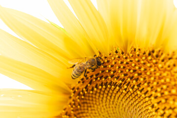 Bees gathering honey from sunflowers