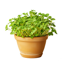 Fototapeta premium potted microgreens plant isolated on white organic healthy nature home decor