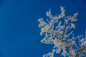 Ein sonniger Neujahrstag auf dem Bogenberg