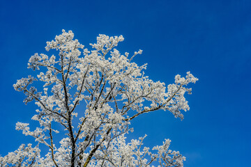 Ein sonniger Neujahrstag auf dem Bogenberg