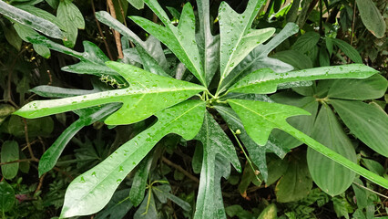 Raindrops on geometric green leaves