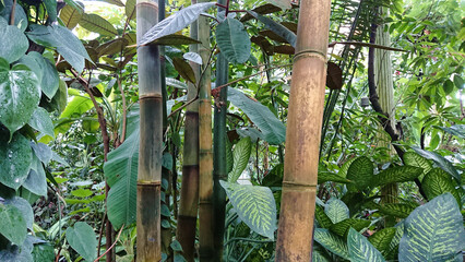 Dense bamboo in a tropical greenhouse